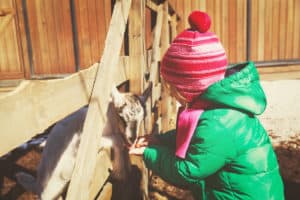 child feeding a baby goat