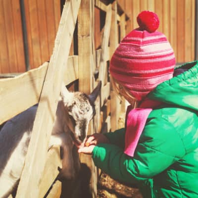 child feeding a baby goat