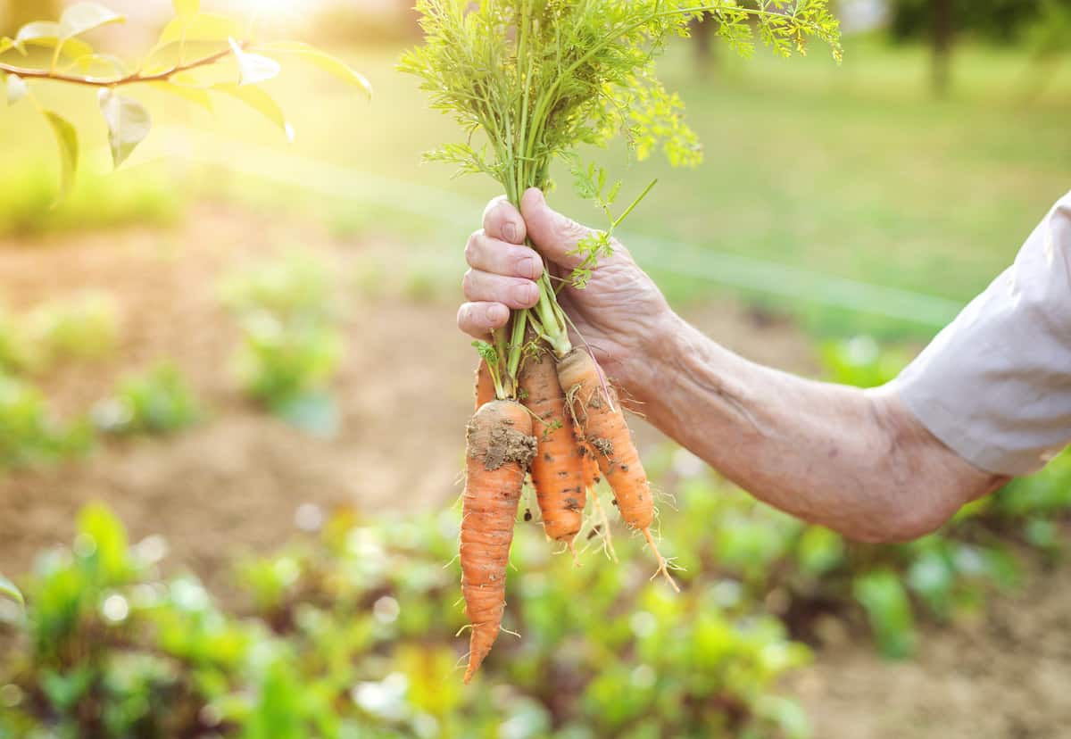 senior woman holding a bunch of carrots in the garden