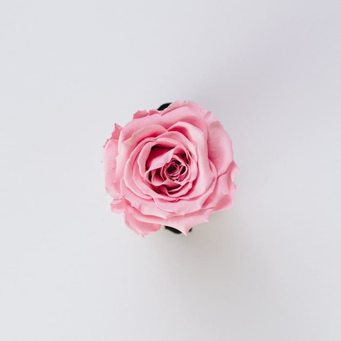 single pink rose on white background